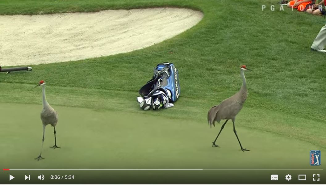 La Top 10 degli incontri “inaspettati” sul campo del PGA Tour [Video]